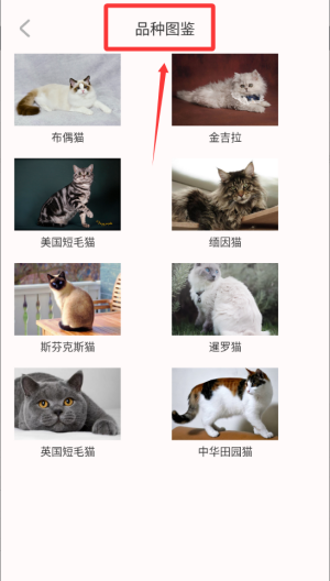 猫语空间 v1.0.0最新版